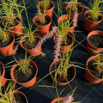 Perovec východný (Pennisetum orientale) ‘FLAMINGO’ - kont. C2L